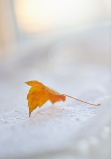 Studio shot of orange leaf.