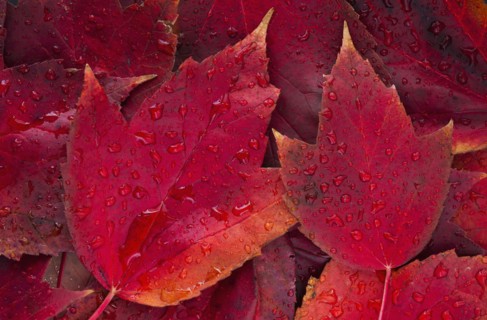 Red fall leaves with water drops.