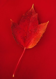 Studio shot of red fall leaf with water drops.