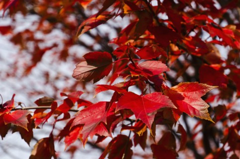 Red fall leaves on tree branch.