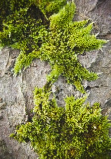 Moss on stone. Photo : Jamie Grill