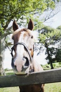 Close-up of horse in farm. Photo : Jamie Grill