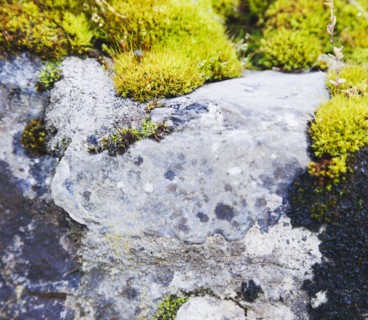Ireland, County Westmeath, Moss on rock. Photo: Jamie Grill