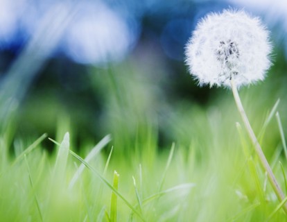 Dandelion in meadow. Photo : Jamie Grill
