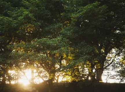 Ireland, County Westmeath, Sunset behind trees. Photo: Jamie Grill