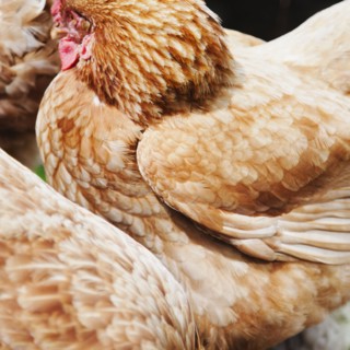 Close-up of hen. Photo : Jamie Grill