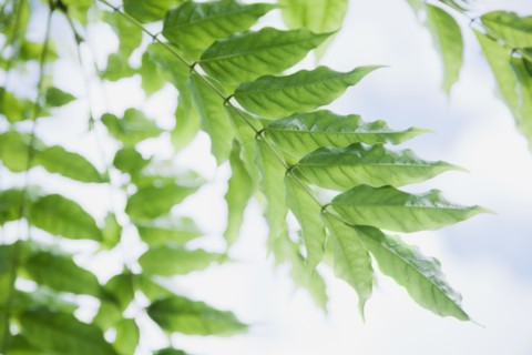 Close up of vine leaf. Photo : Jamie Grill
