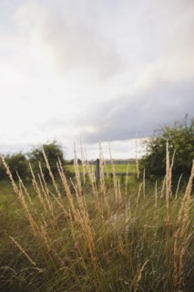 Ireland, County Westmeath, Grass on pasture. Photo : Jamie Grill