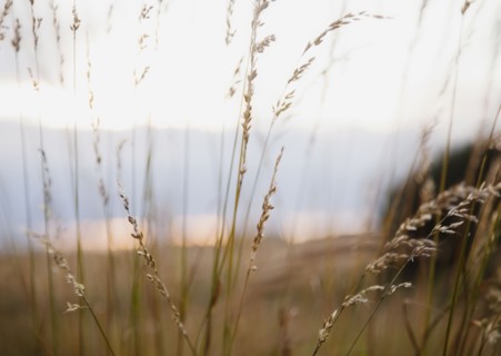 Ireland, County Westmeath, Grass on pasture. Photo : Jamie Grill