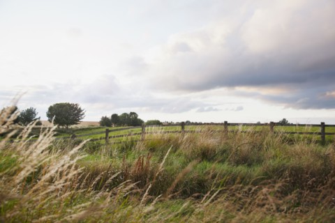 Ireland, County Westmeath, landscape with pasture. Photo : Jamie Grill