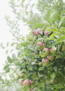 Close up of apple tree in orchard. Photo : Jamie Grill