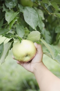 Close up of girl's (8-9) hand picking apple . Photo: Jamie Grill