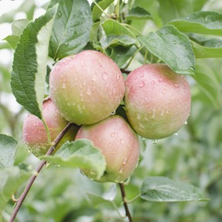 Close up of apples on branch. Photo: Jamie Grill