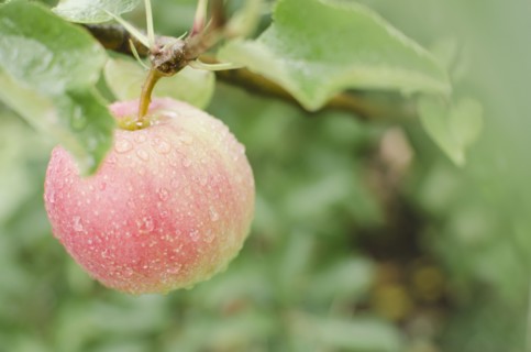 Close up of apple on branch. Photo: Jamie Grill