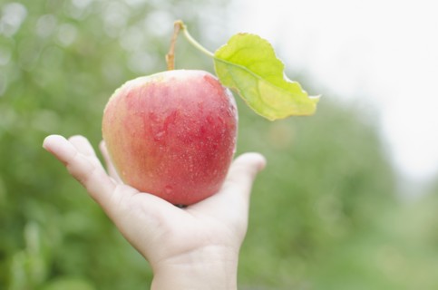 Close up of girl's (8-9) hand holding red apple. Photo : Jamie Grill