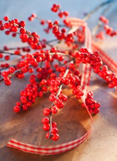 Winter berry branch. Photo : Daniel Grill