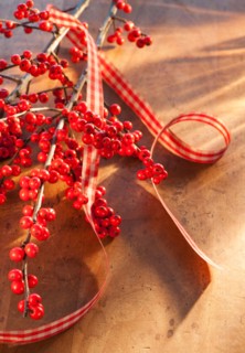 Winter berry branch. Photo : Daniel Grill