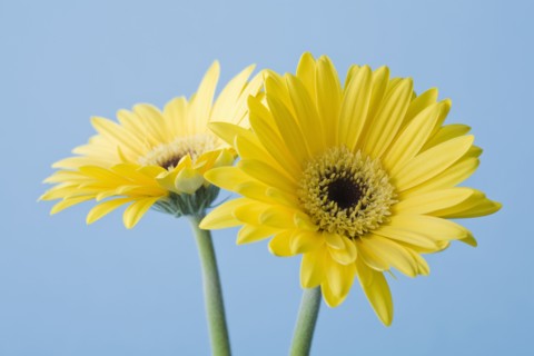 Yellow flowers on blue background. Photo : Kristin Lee