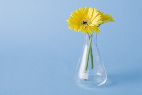 Yellow flowers in vase on blue background. Photo : Kristin Lee