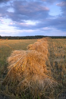 USA, New York State, Field with haystacks. Photo : John Kelly