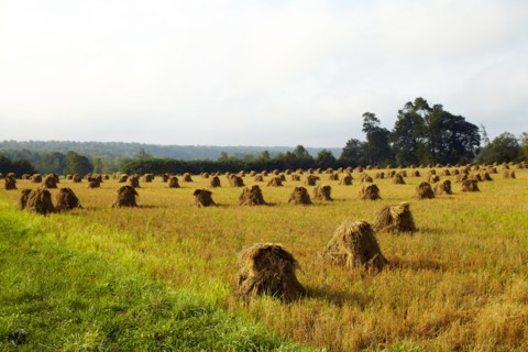 USA, New York State, Field with haystacks. Photo : John Kelly