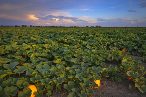 USA, Oregon, Marion County, Pumpkin Patch. Photo : Gary Weathers