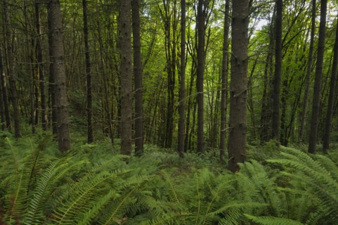 USA, Oregon, Columbia County, Forest with ferns. Photo : Gary Weathers