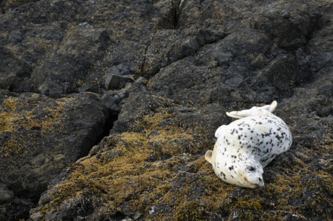 USA, Oregon, Lincoln County, Seal on rock. Photo : Gary Weathers