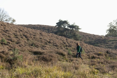 The Netherlands, Veluwezoom, Posbank, Hiker in countryside. Photo : Jan Scherders
