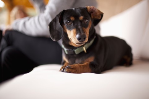 Daschund on sofa. Photo: Noah Clayton