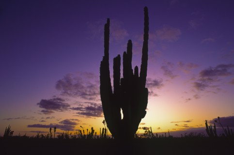 Mexico, Baja California, Cactus at sunset. Photo: DKAR Images