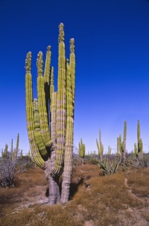 Mexico, Baja California, Cardon Cactus. Photo: DKAR Images