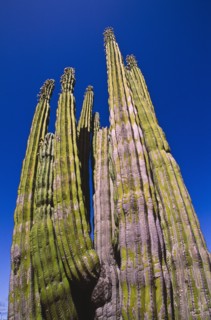 Mexico, Baja California, Cardon Cactus. Photo: DKAR Images