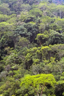 Mexico, Jalisco, Puerto Vallarta, Green forest. Photo : DKAR Images