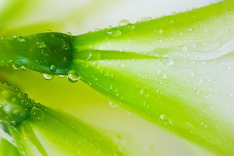 Studio close-up of green amaryllis.