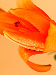 Studio close-up of tiger lily.
