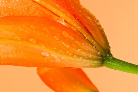 Studio close-up of tiger lily.
