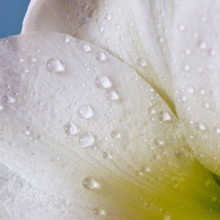 Studio close-up of green amaryllis.
