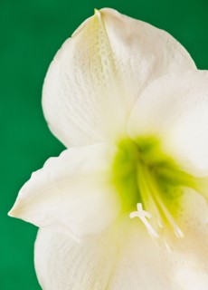 Studio close-up of green amaryllis.