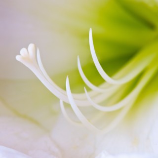 Studio close-up of green amaryllis.