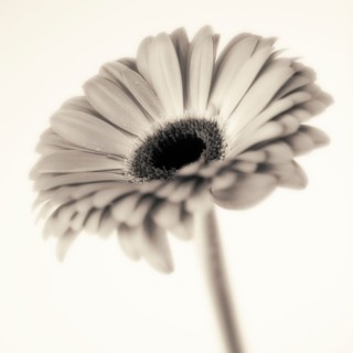 Studio close-up of gerbera daisy.