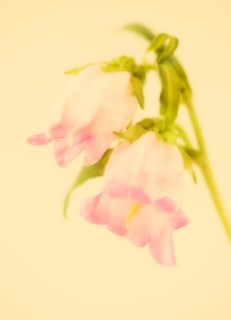 Studio close-up of camanella.