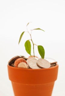 Seedling growing in pot of coins.