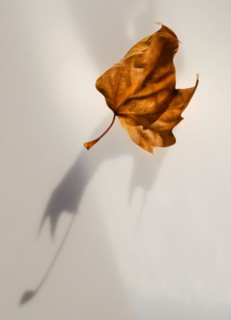 Studio shot of autumn leaf.
