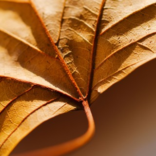 Studio close-up of autumn leaf.