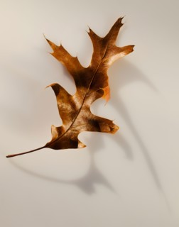 Studio shot of autumn leaf.