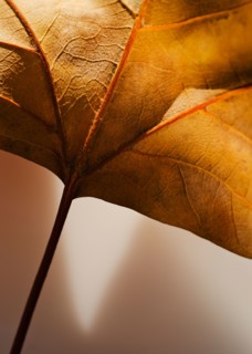 Studio close-up of autumn leaf.