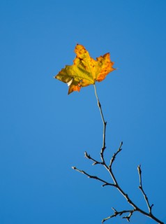 Autumn leaf against blue sky.