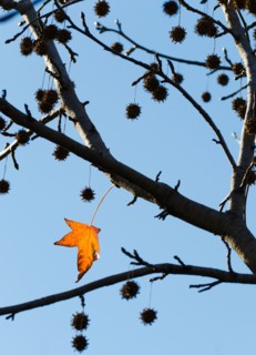 Autumn leaves against blue sky.