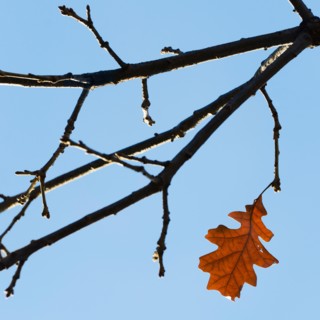 Autumn leaves against blue sky.